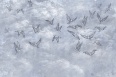AVIAN